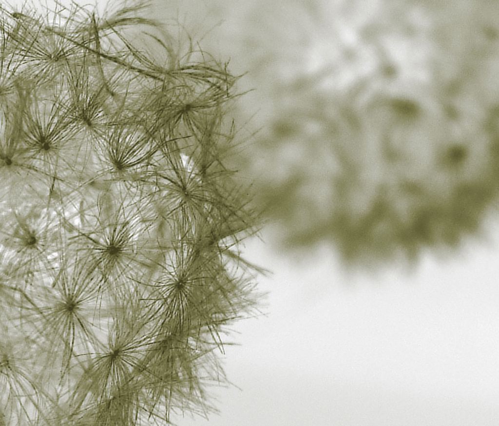 Deumlich, Matthias - Barcode - Pusteblume - 2005