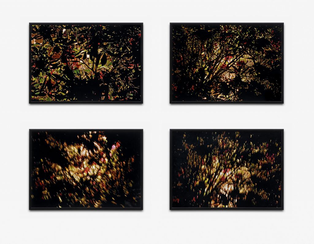 Kerscher, Joseph - o.T. (Rhododendron) - 2013